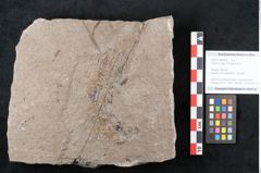 Foto (Objekt + Etikett) von Zostera ungeri Ettingshausen (NHMW-GEO-2024-0188-6656)